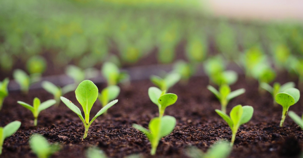 plants sprouting up from the soil to represent , growth, community and inspiration for indie authors. 